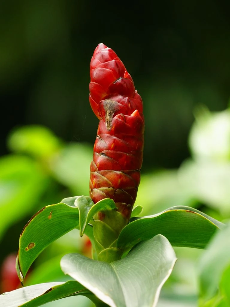 Costus spectabilis flowering stem at the ginger valley